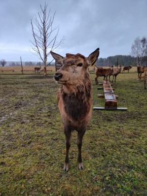 ВЕСТИ35.РФ готовят для вас интереснейший материал из чудесной Фермы на Маркуше в деревне Заречье Тарногского округа