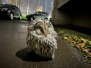 Вот такую очаровательную совунью заметили во дворе дома на улице Энгельса в Вологде