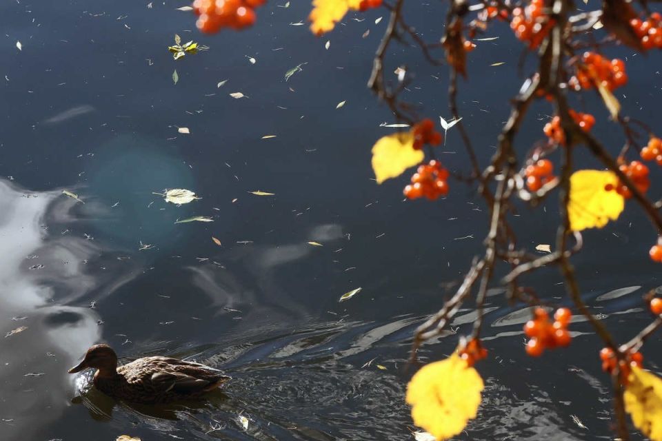 В первые дни ноября Вологодскую область ждет классическая осенняя погода с сюрпризами! Праздничные выходные начнутся с солнечного антициклона и ночных заморозков, а к понедельнику придет циклон с дождями и мокрым снегом