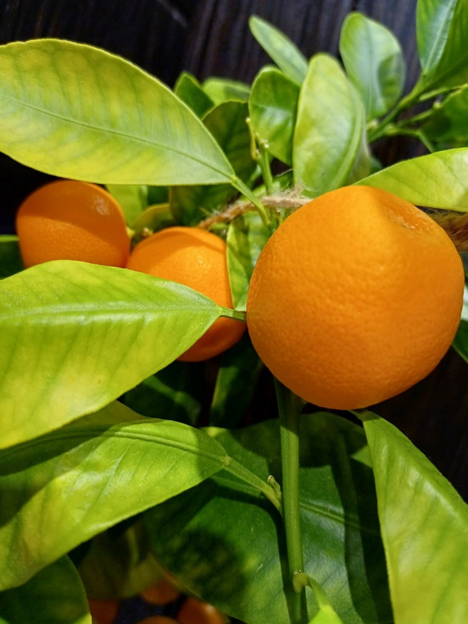 Яркие краски лета осенью от устьянки Ирины Артемьевой