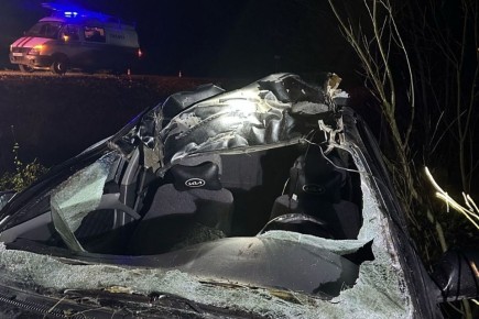 Лось на дороге: легковой автомобиль насмерть сбил лося в Вологодском округе