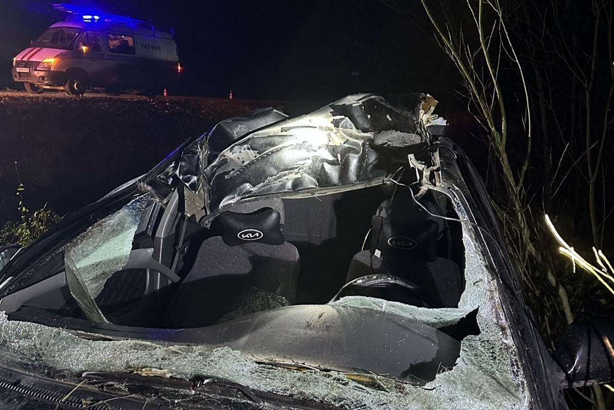 Лось на дороге: легковой автомобиль насмерть сбил лося в Вологодском округе