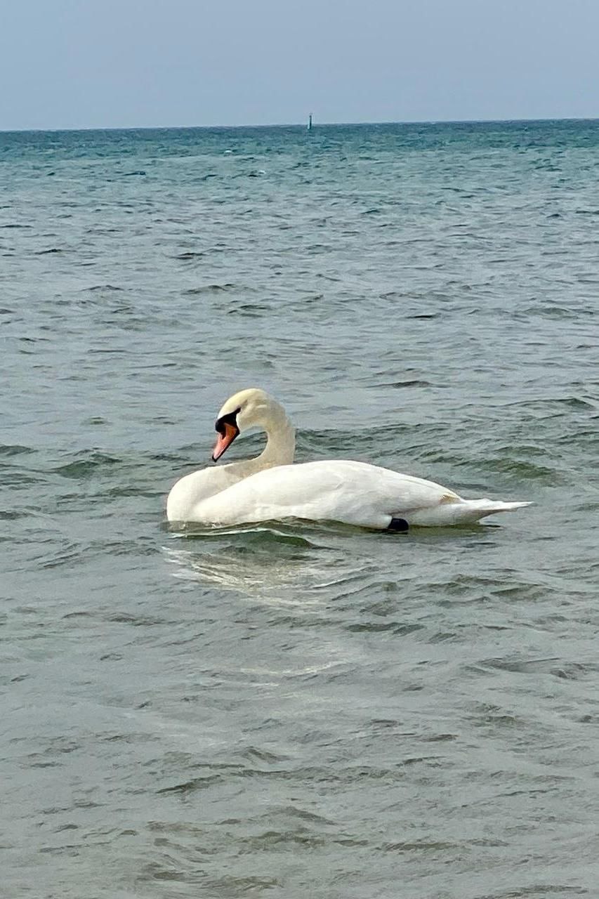 31 октября – День Черного моря: От гражданского долга к спасению природы! 31 октября – День Черного моря: От гражданского долга к спасению природы!