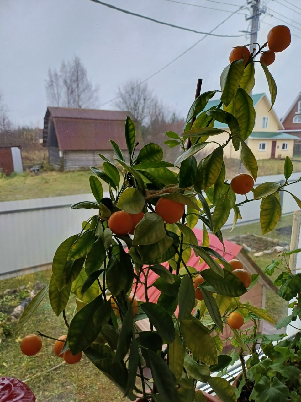 Яркие краски лета осенью от устьянки Ирины Артемьевой Яркие краски лета осенью от устьянки Ирины Артемьевой