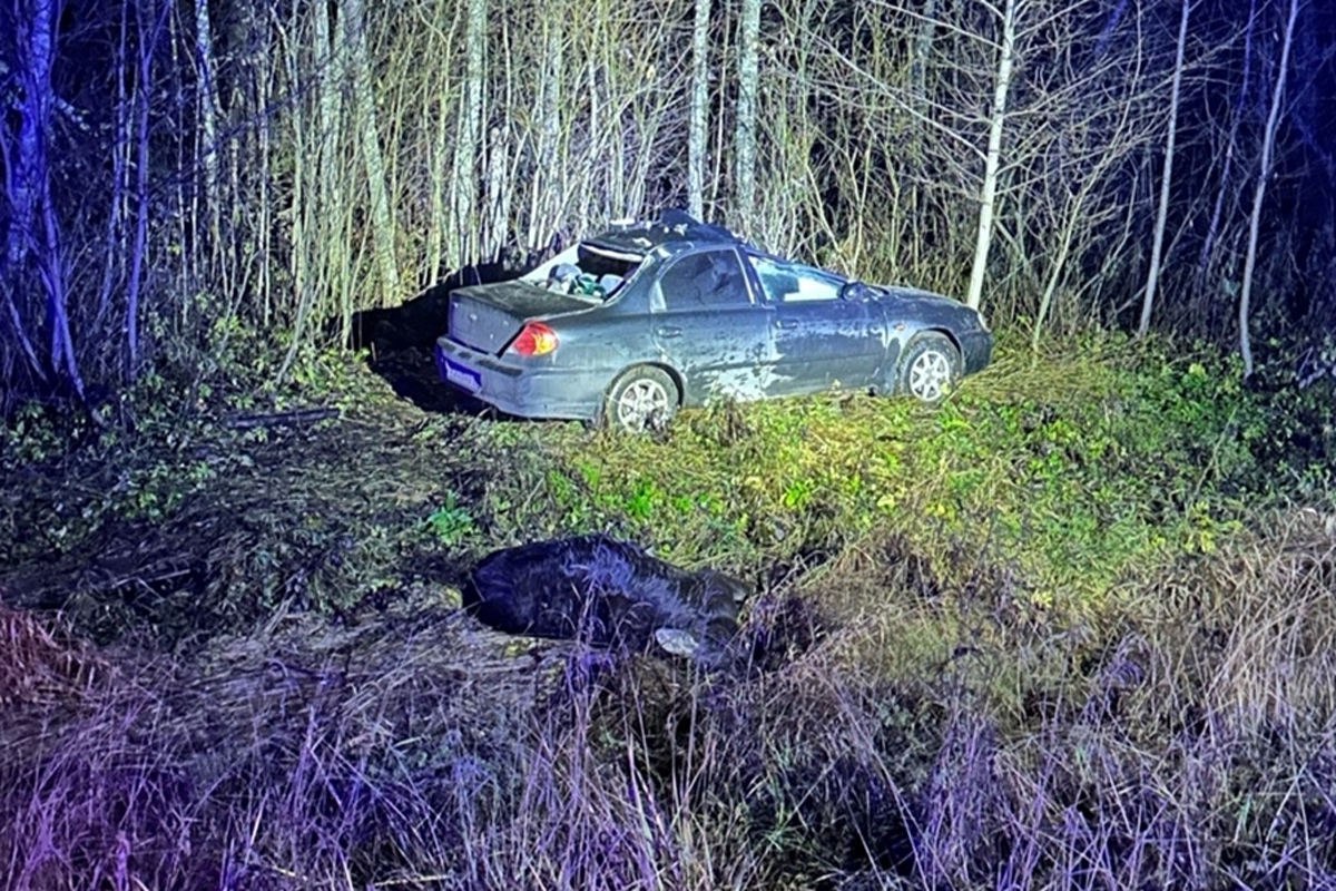 Лось на дороге: легковой автомобиль насмерть сбил лося в Вологодском округе Лось на дороге: легковой автомобиль насмерть сбил лося в Вологодском округе