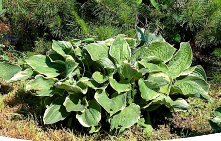 Как правильно посадить хосту в открытый грунт