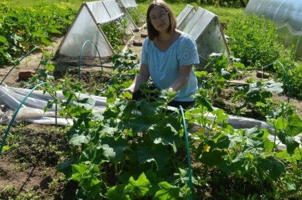 Подготовка идеальной грядки для огурцов осенью