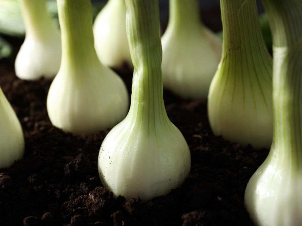 Лук на вашем столе: когда и как собирать для максимального вкуса
