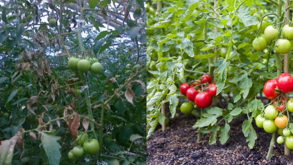 Секреты богатого урожая: как улучшить почву без лишних затрат