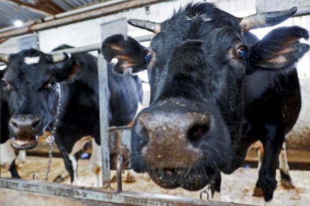 Вологодчина — молочный лидер Северо-Запада