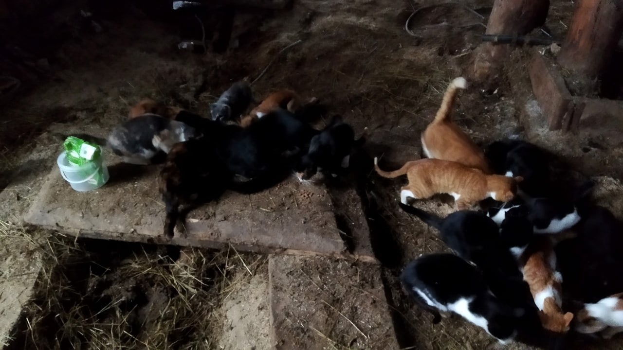 Несколько десятков кошек остались без пропитания после закрытия фермы в Грязовецком округе Несколько десятков кошек остались без пропитания после закрытия фермы в Грязовецком округе