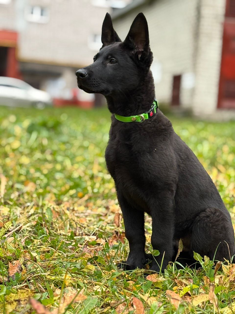 В УМВД России по Вологодской области — новое пополнение В УМВД России по Вологодской области — новое пополнение