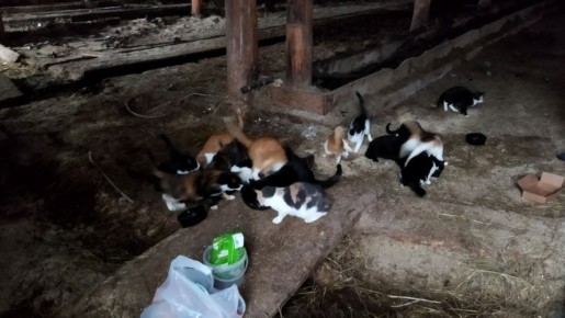 Несколько десятков кошек остались без пропитания после закрытия фермы в Грязовецком округе