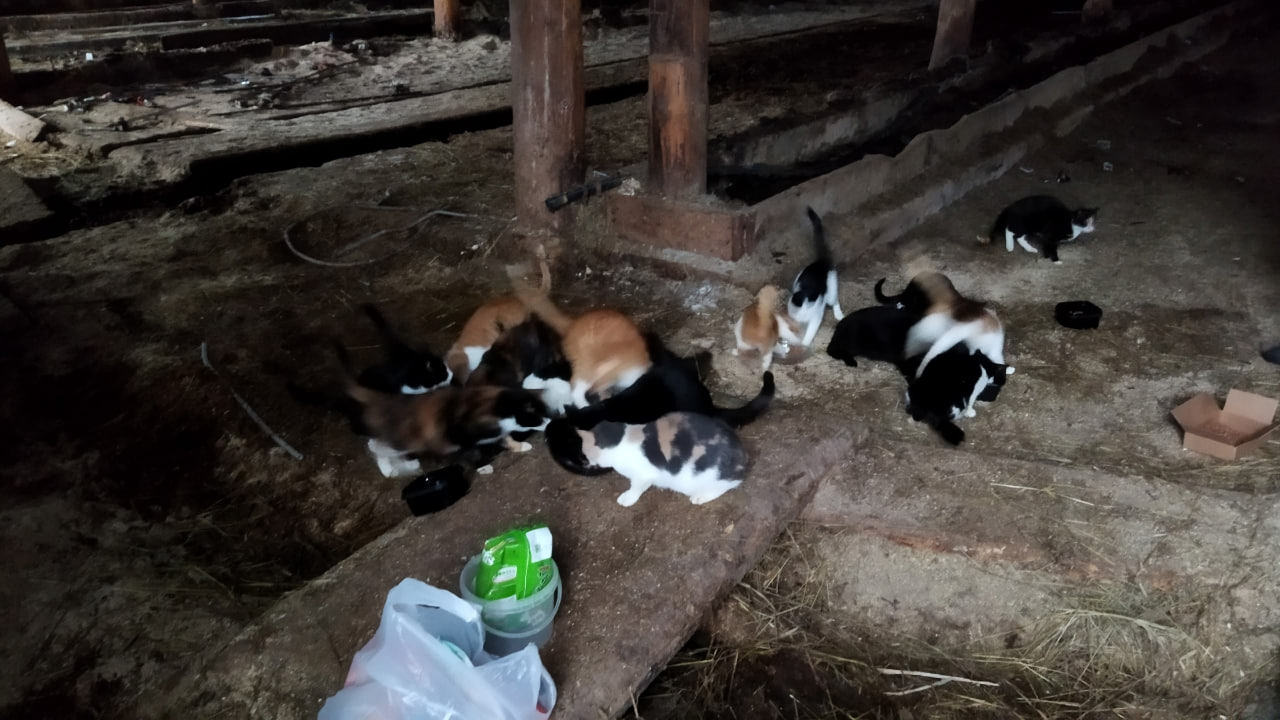 Несколько десятков кошек остались без пропитания после закрытия фермы в Грязовецком округе