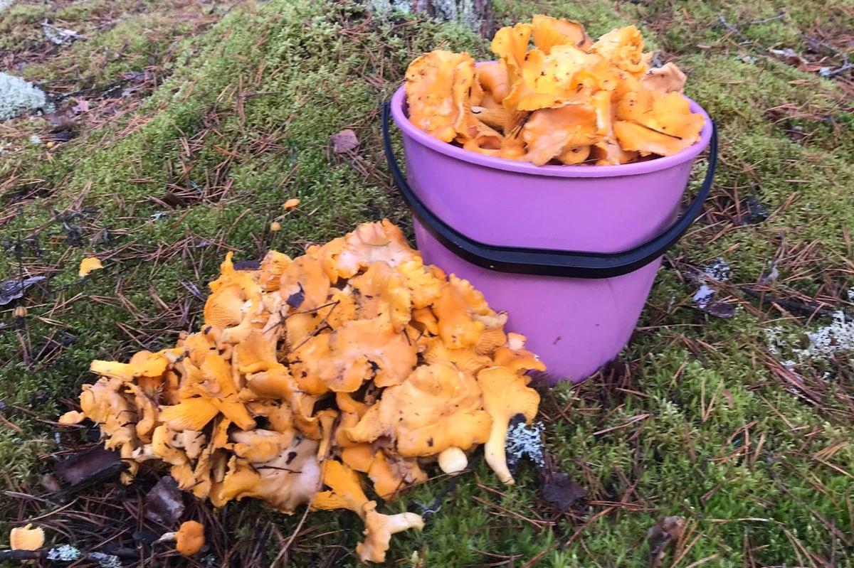 На Вологодчине в ноябре продолжается грибной сезон! В Кадуйском округе все еще активно собирают лисички