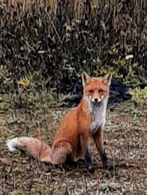 Жители Вологодской области продолжают встречать диких животных на улицах городов и сёл