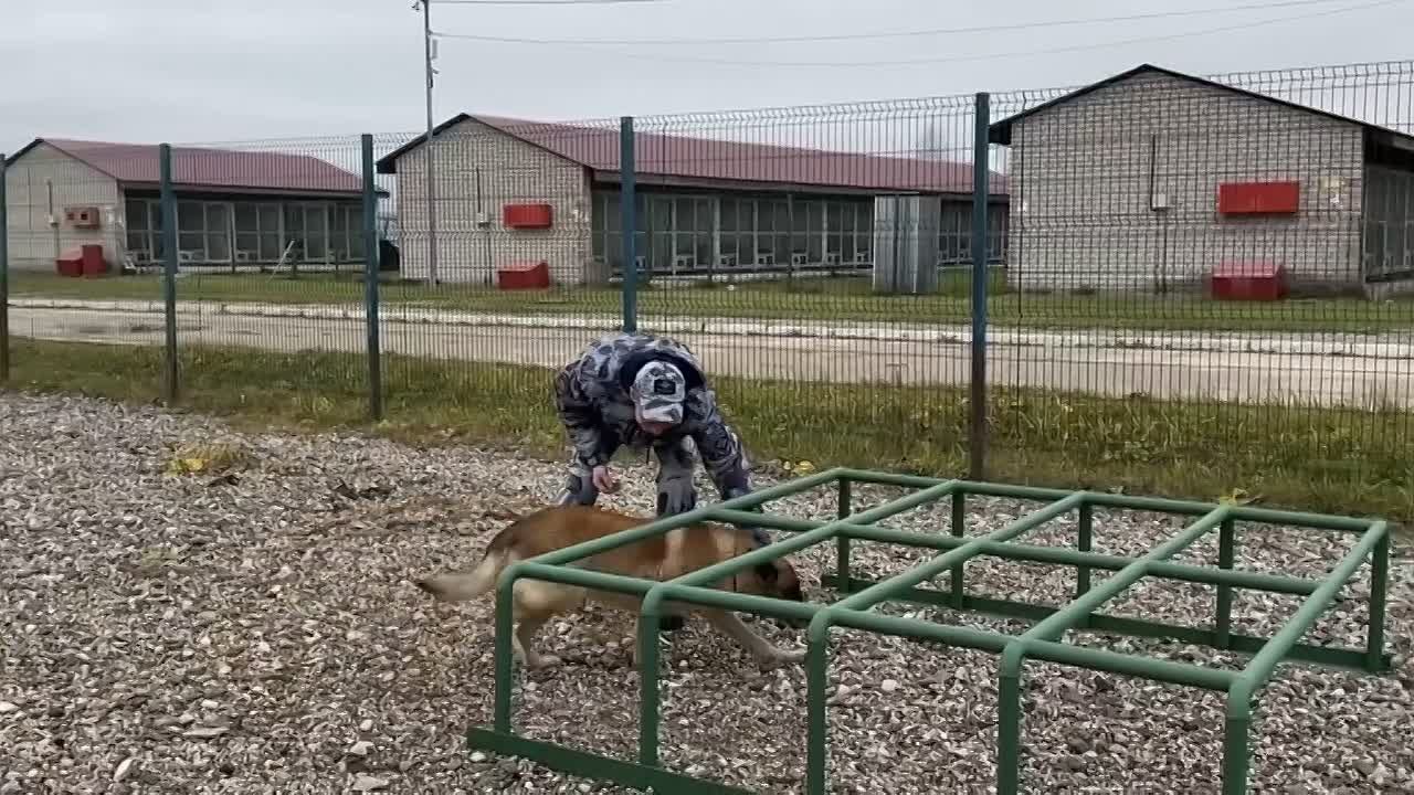 На службе Центавр, а дома Кирюша… Или как служебный полицейский пёс живет на пенсии