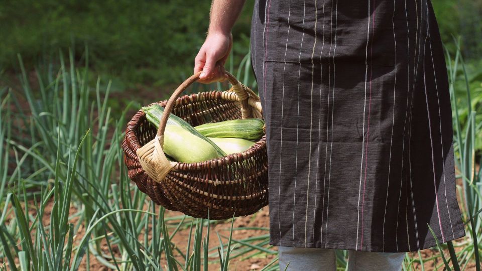 Этим сортам кабачков нет равных: просто поливайте и ждите богатый урожай