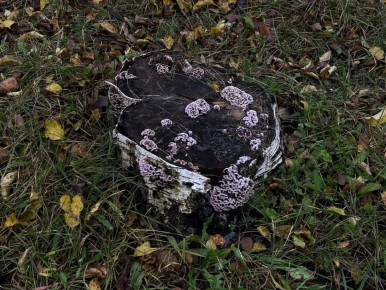 Вот такой интересный пень попался нашему корреспонденту на улице Вологды