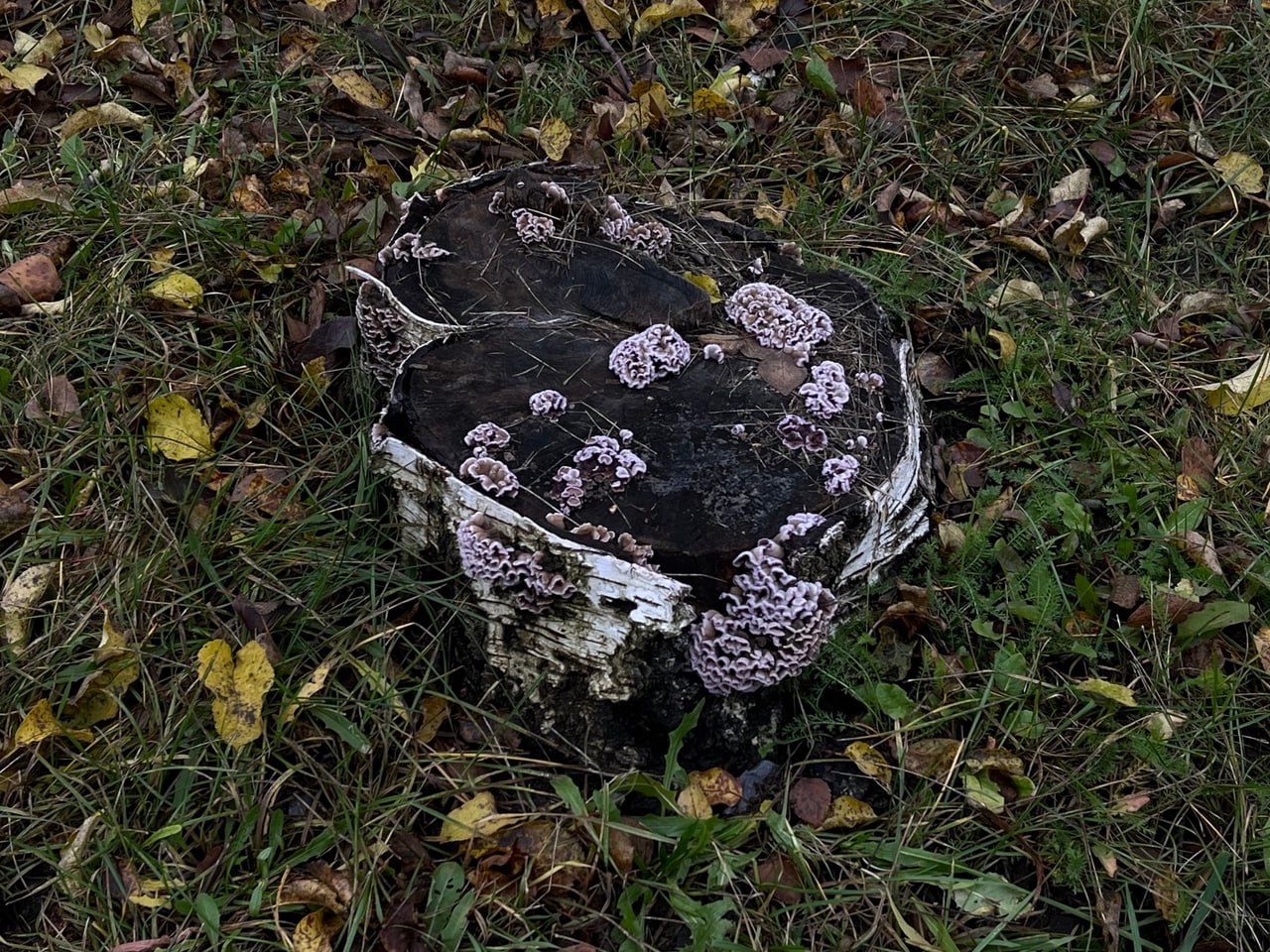 Вот такой интересный пень попался нашему корреспонденту на улице Вологды