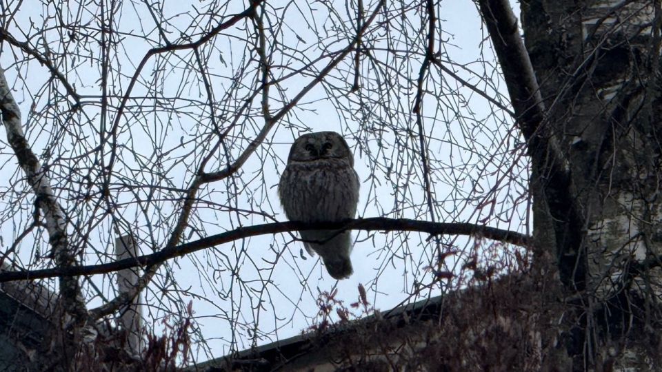 А у нас красивейшая неясыть прилетела к зданию ГТРК «Вологда» за свежими новостями
