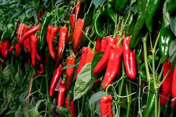 Сладкий гибрид из Голландии: перец Палермо завоевывает российские теплицы