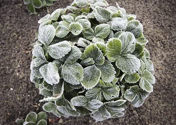 Как вернуть к жизни подмерзшие растения после осенних холодов