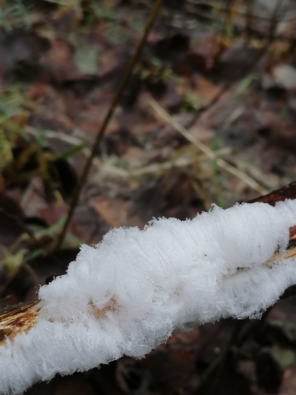 Уникальный гриб «ледяные волосы» обнаружили в Череповце Уникальный гриб «ледяные волосы» обнаружили в Череповце