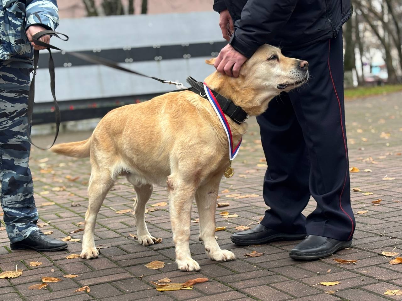 Полицейский лабрадор Бакс из Череповца завершил свою службу и ушел на заслуженный отдых!