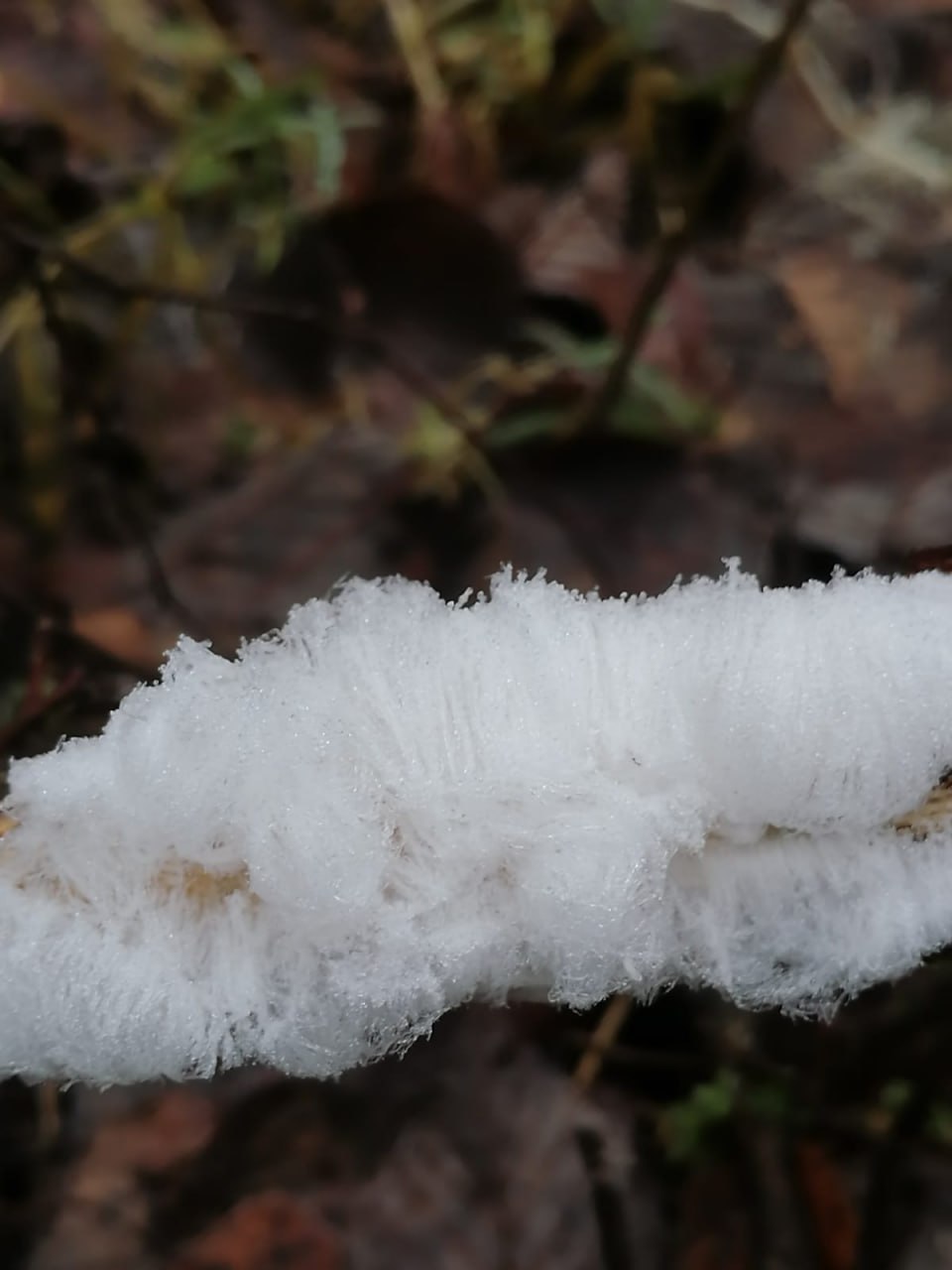 Уникальный гриб «ледяные волосы» обнаружили в Череповце Уникальный гриб «ледяные волосы» обнаружили в Череповце