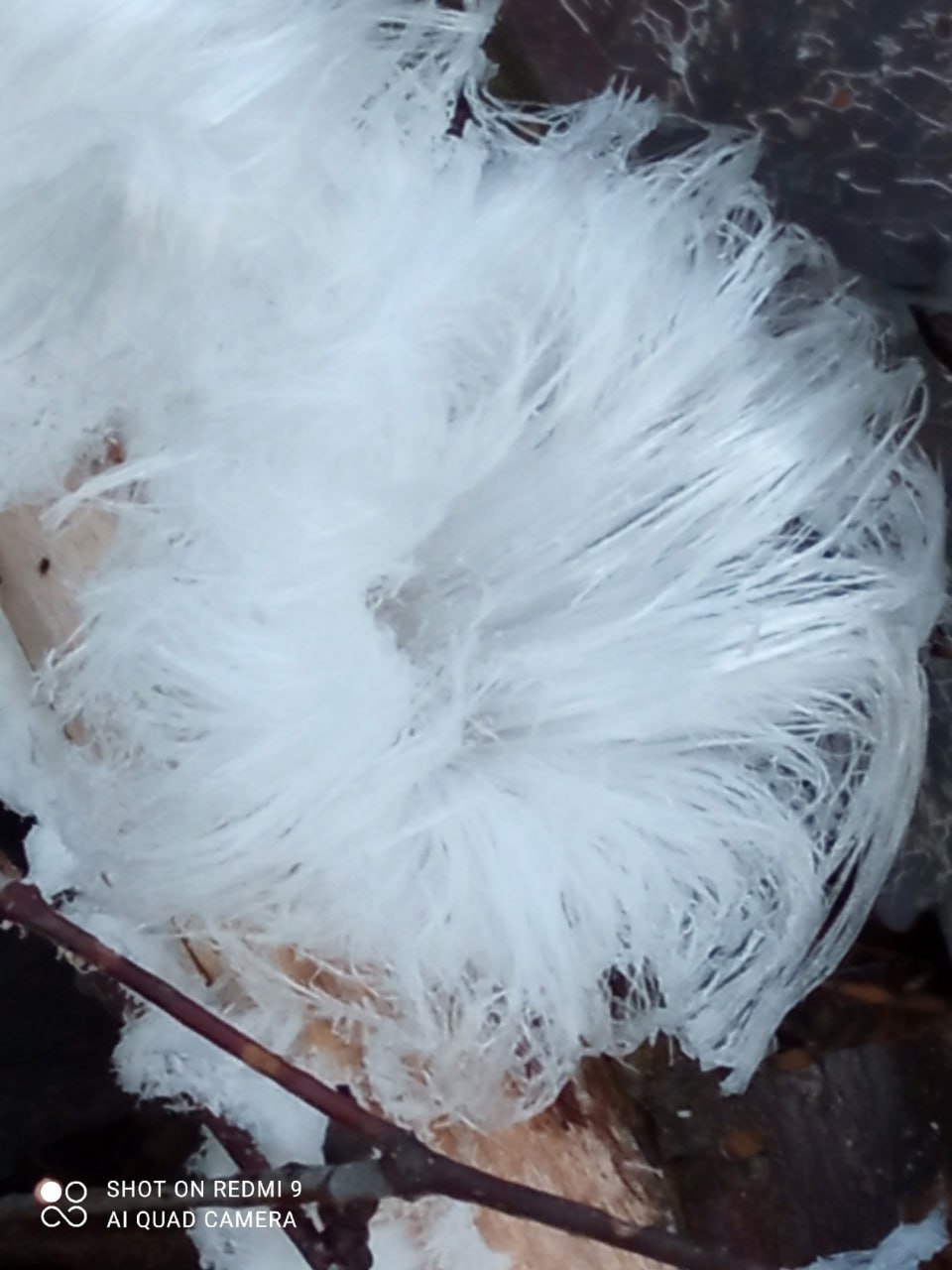 Уникальный гриб «ледяные волосы» обнаружили в Череповце