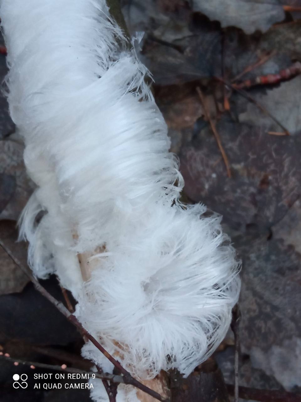 Прогулка по Тропе Здоровья преподнесла сюрприз — «ледяные волосы»