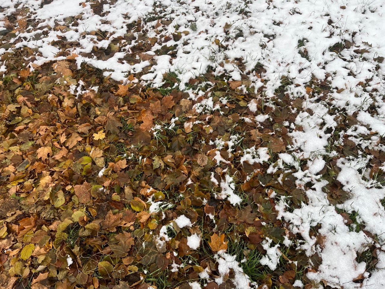 Переменчивая погода со снегом и заморозками ждёт вологжан в ближайшие дни