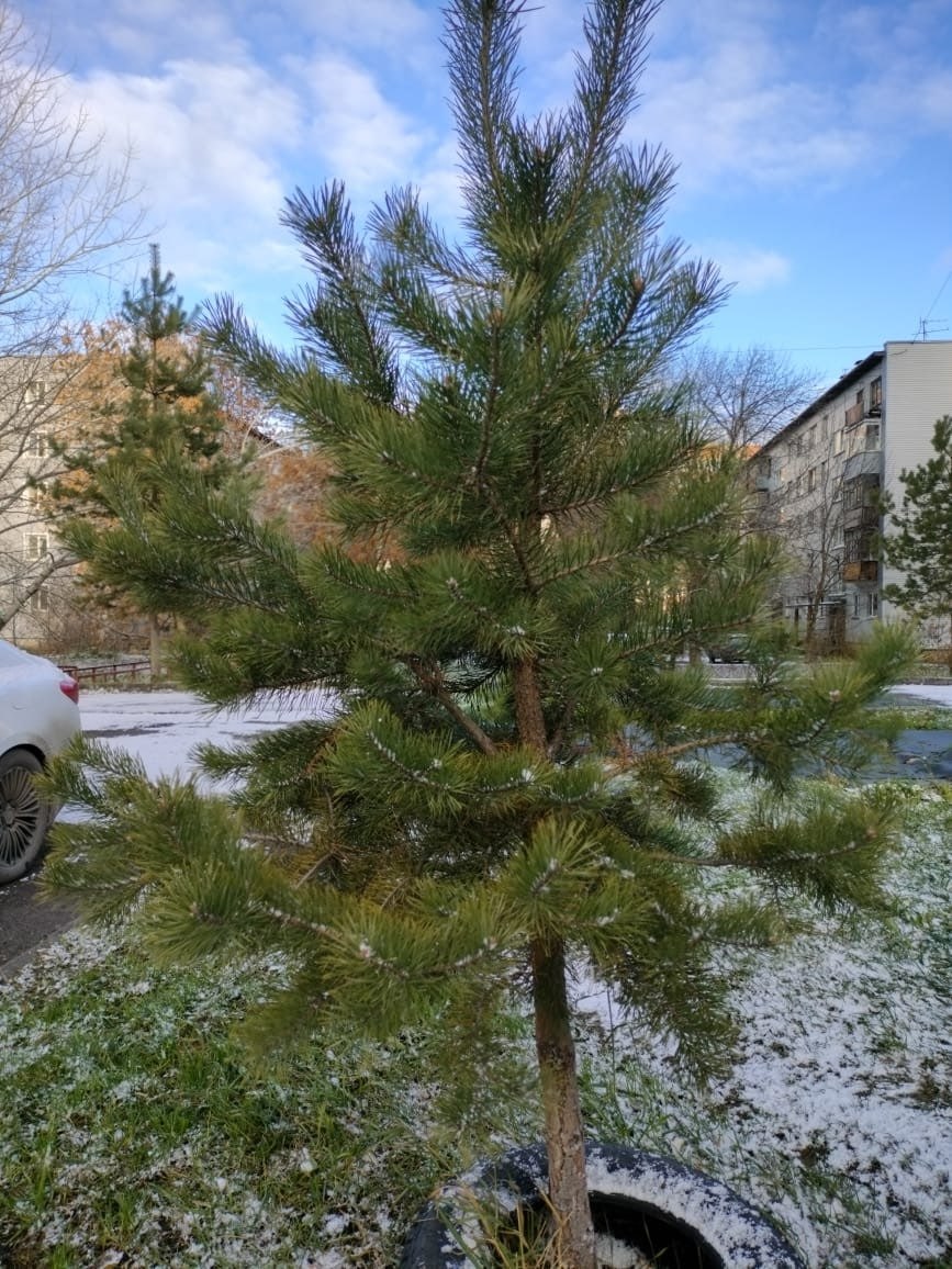 Первый снег в Вологде... Зима близко Первый снег в Вологде... Зима близко