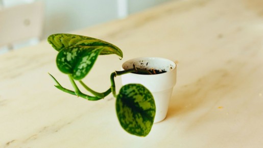 Гибнущие от перелива цветы мигом воспрянут: вот что спасет их от лишней влаги