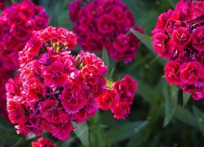 Гвоздики: секреты успешного выращивания и самые популярные виды