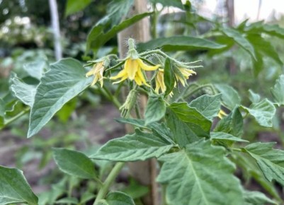 Как молоко может подарить вашему урожаю томатов второе дыхание