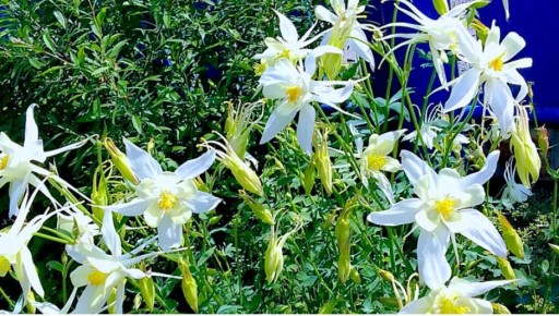 Удивительный водосбор: секреты выращивания аквилегии