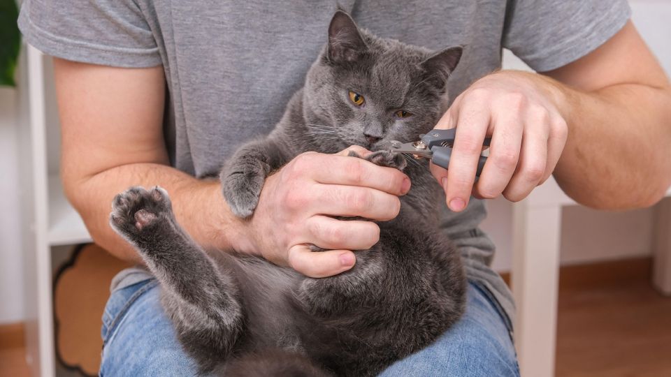 Вот почему нужно следить за когтями кошки: ветеринар рассказала об ужасных последствиях