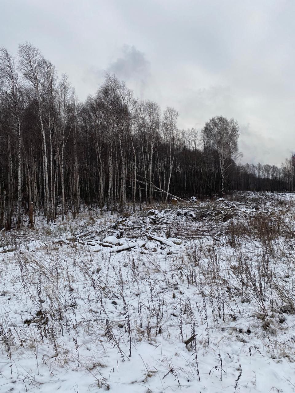 В Череповце следователи направили в суд дело по факту незаконной рубки деревьев