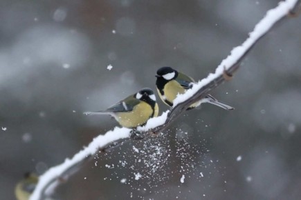 Пока за окном идет снег, мы заинтересовались, какой будет зима