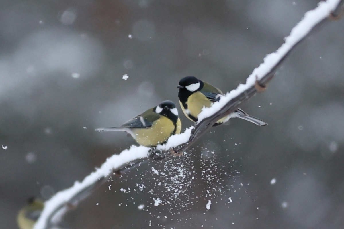Пока за окном идет снег, мы заинтересовались, какой будет зима