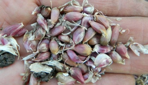 Как омолодить чеснок: хитрости для успешного урожая