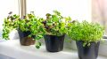 Лайфхак от садоводов: как из магазинной зелени в горшочках получить второй урожай