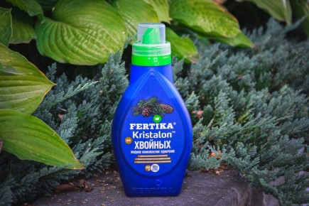 Как помочь хвойным растениям восстановиться после солнечных ожогов