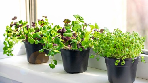 Лайфхак от садоводов: как из магазинной зелени в горшочках получить второй урожай