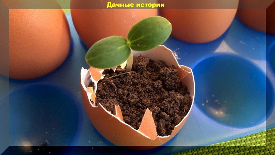 Как яичная скорлупа превращается в полезное удобрение для томатов: простой способ борьбы с вершинной гнилью