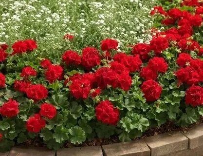 Как обрезка герани в летние месяцы может изменить ваш цветник