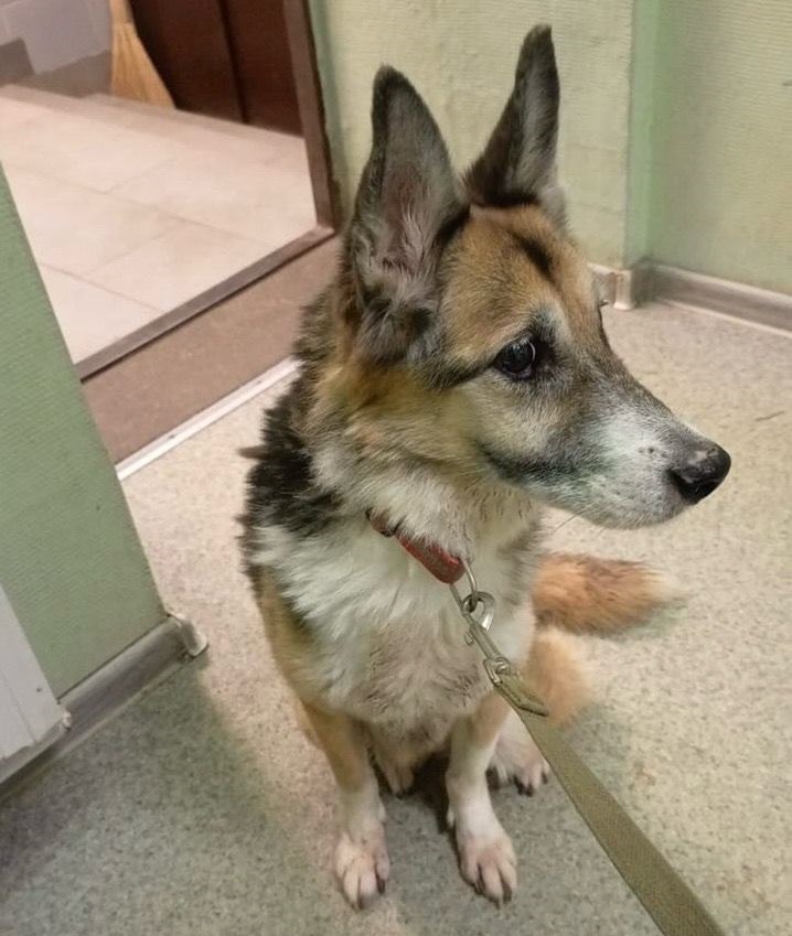 Рентген-аппарат нового поколения спас жизнь 10-летней собаке Торе!