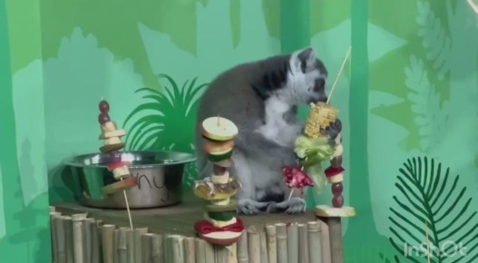 Новый павильон «Дома приматов» открылся в зоосаде Деда Мороза!